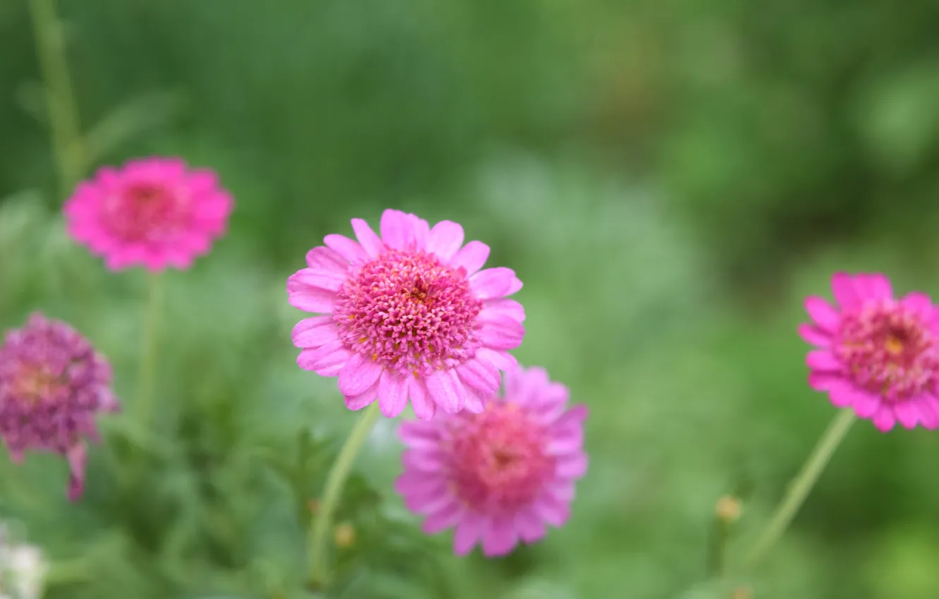 Photo wallpaper summer, macro, flowers, pink, wildflowers