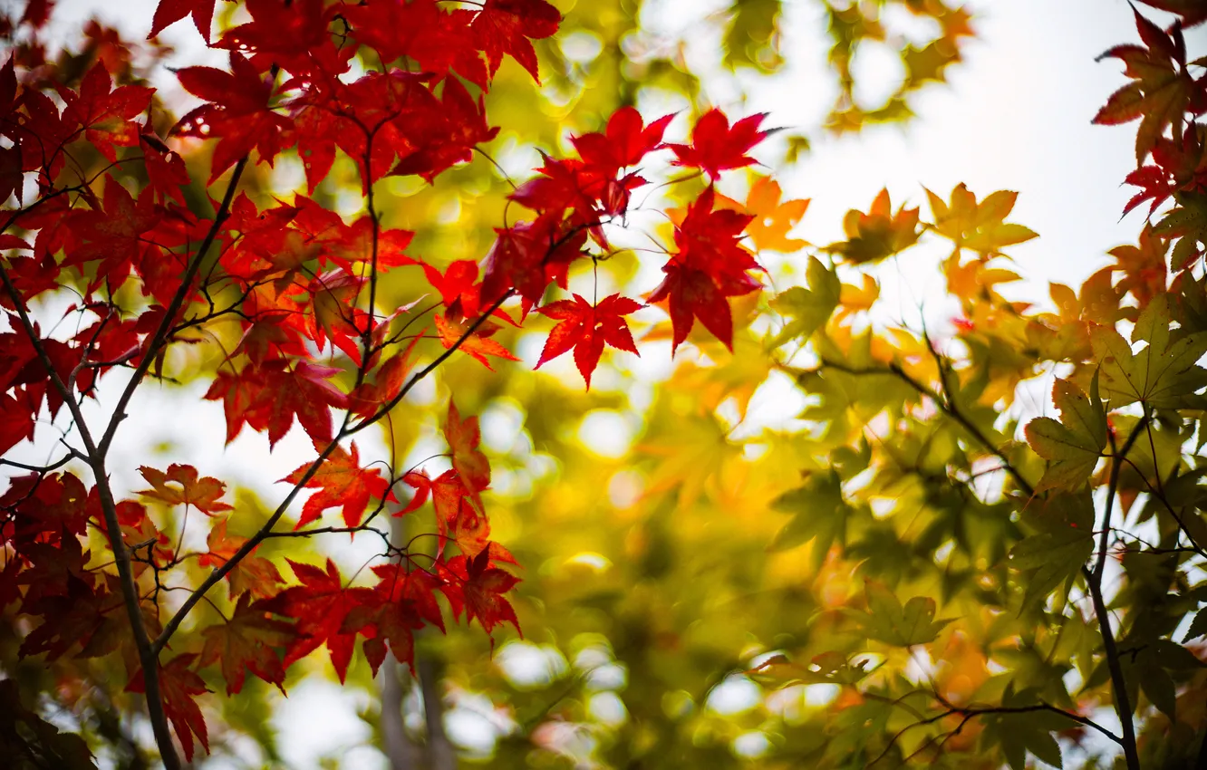 Photo wallpaper autumn, leaves, trees, branches, tree, blur, green, maple