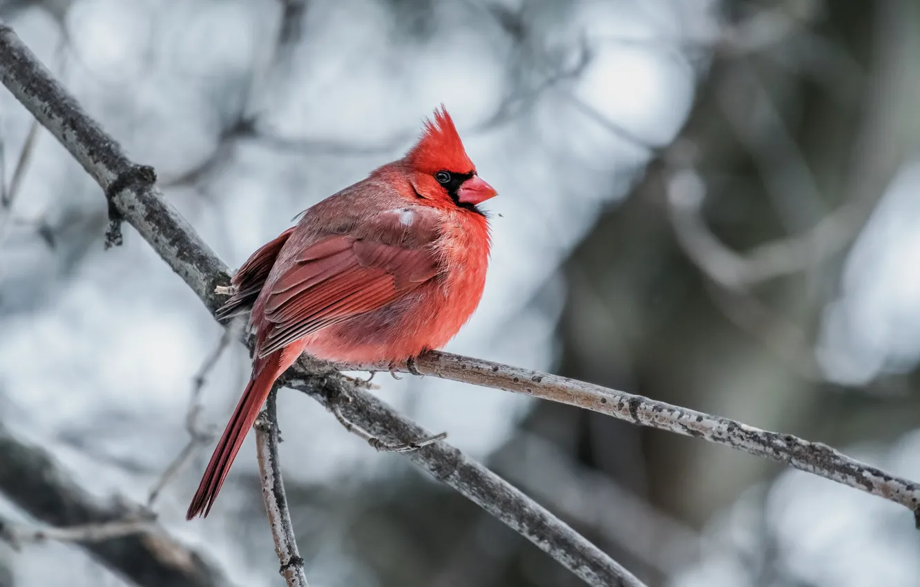 Photo wallpaper bird, red cardinal, Northern Cardinal