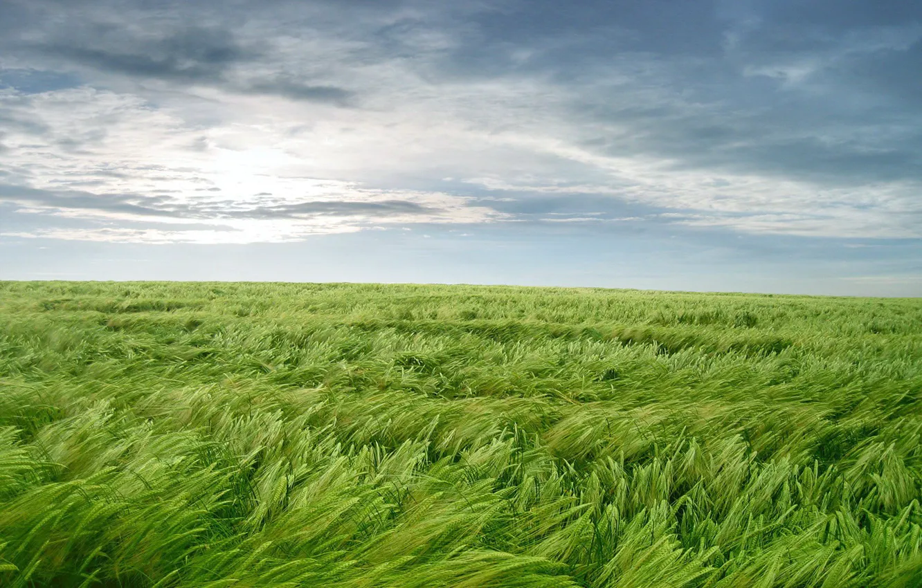 Photo wallpaper greens, grass, the wind, Wallpaper