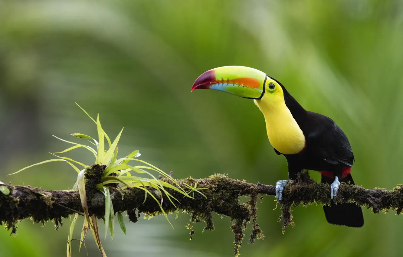 Photo wallpaper leaves, branches, pose, bird, Toucan