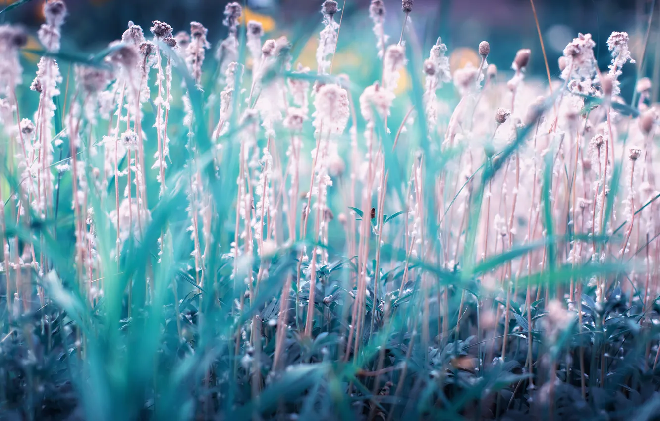 Photo wallpaper summer, flowers, nature, fluff, trav