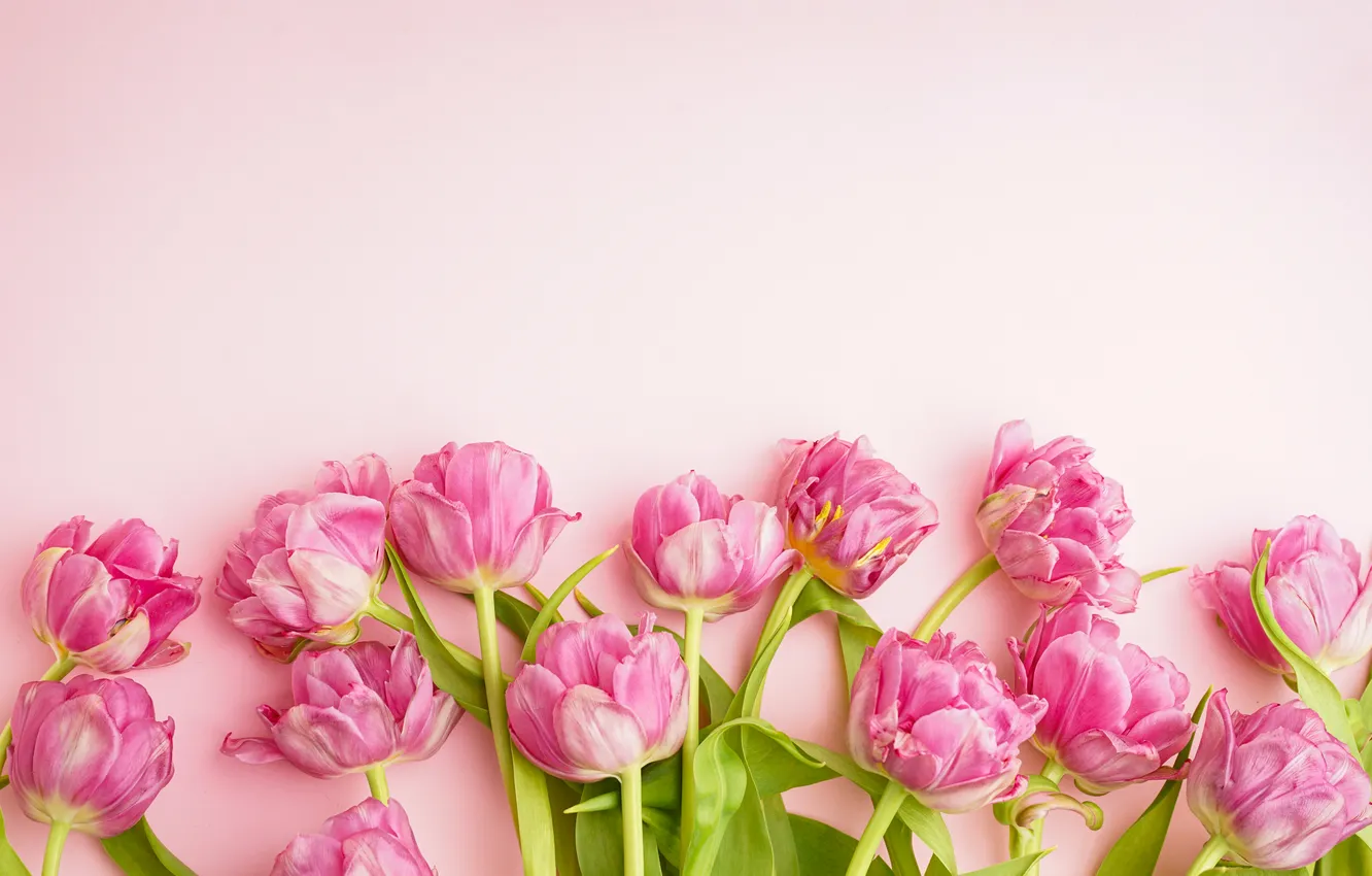 Photo wallpaper flowers, bouquet, tulips, pink, pink, flowers, beautiful, tulips