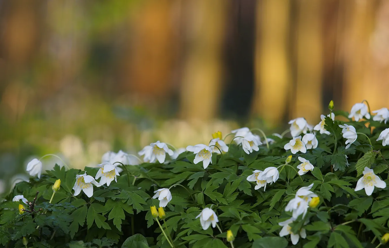 Photo wallpaper nature, spring, anemone