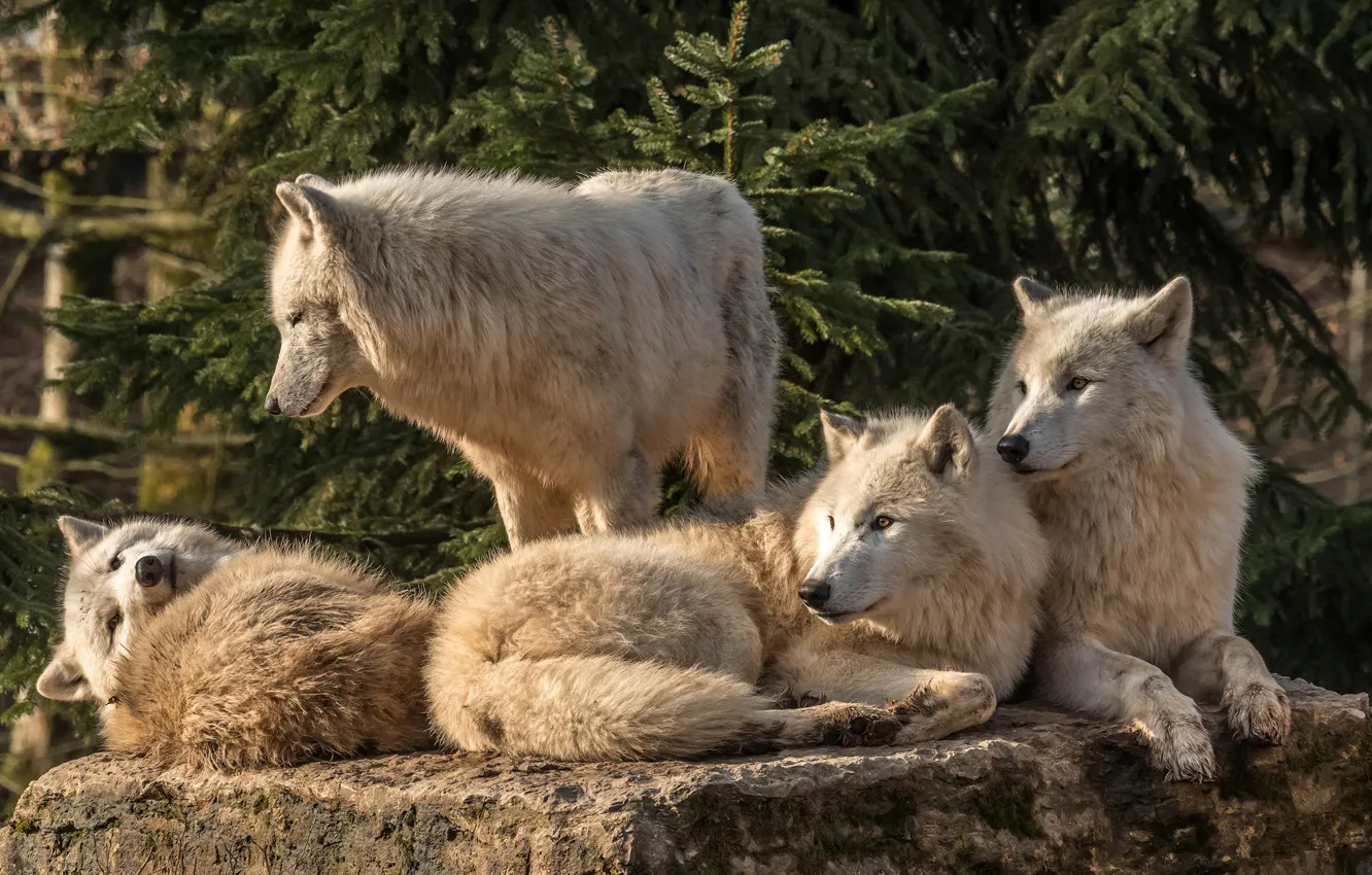 Photo wallpaper animals, white, animals, stone, wolf, spruce, pack, wolves