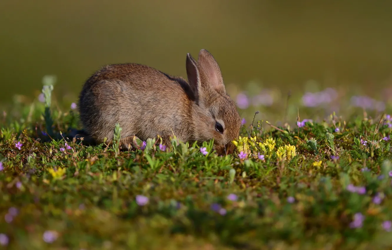 Photo wallpaper summer, nature, hare