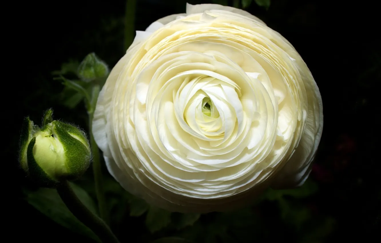 Photo wallpaper macro, background, black, petals, white, buds
