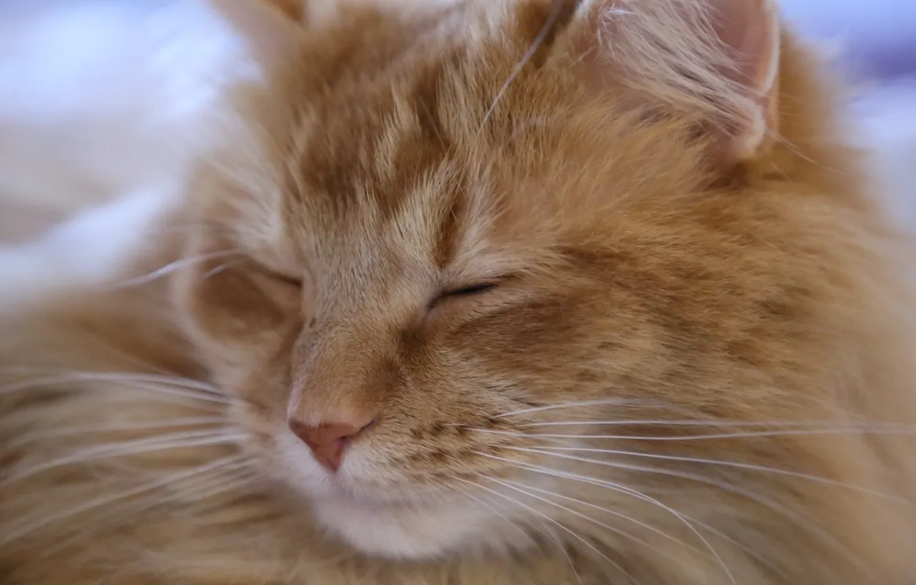 Photo wallpaper cat, cat, fluffy, red, muzzle, sleeping