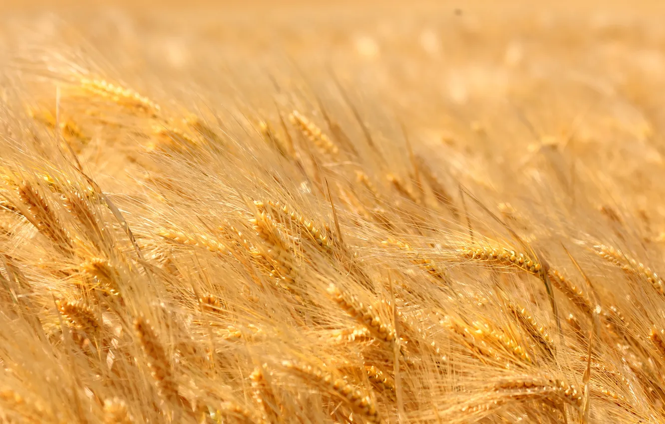 Photo wallpaper wheat, field, yellow, ripe, time, ears.
