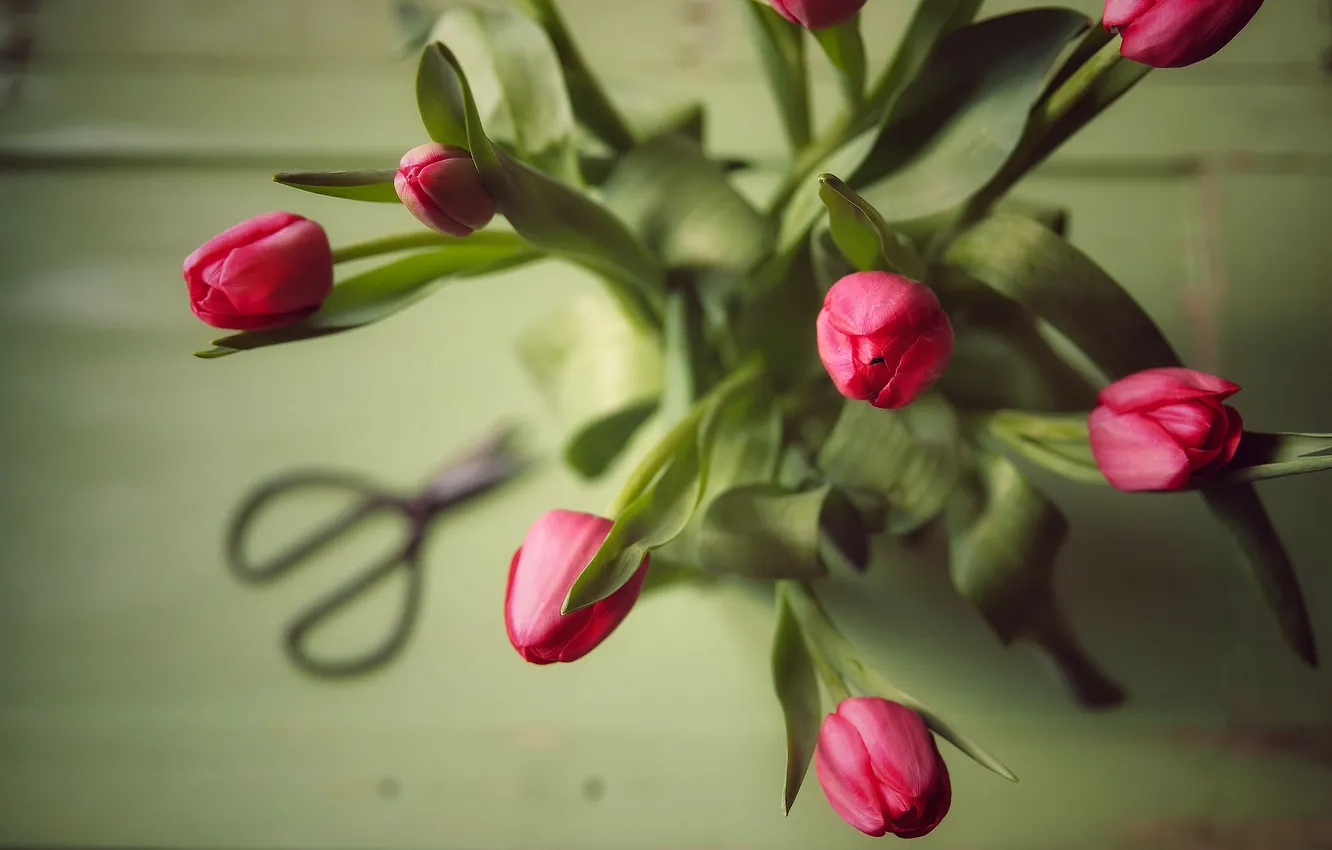 Photo wallpaper bouquet, tulips, buds