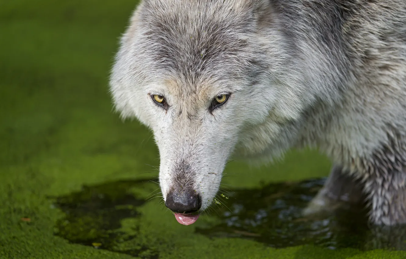 Photo wallpaper language, wolf, Tina, pond, drink, ©Tambako The Jaguar