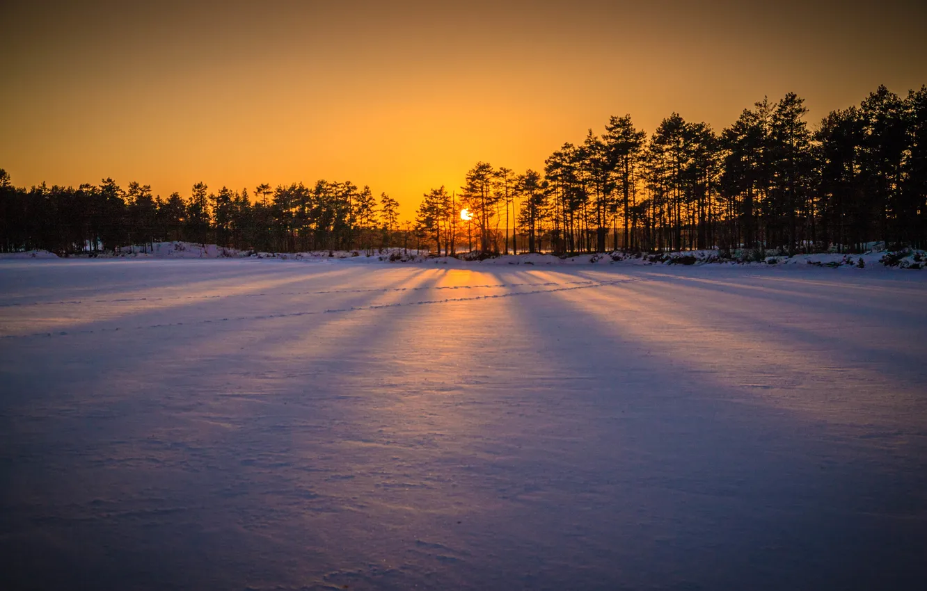 Photo wallpaper snow, trees, sunset, shadow