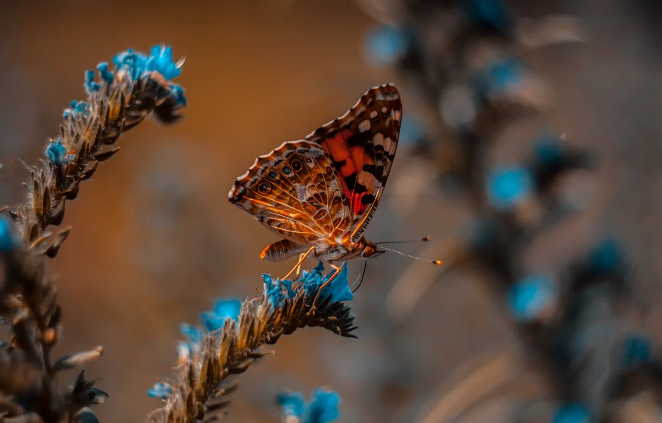 Photo wallpaper wallpaper, animals, nature, blue, butterfly, flowers, macro, blur