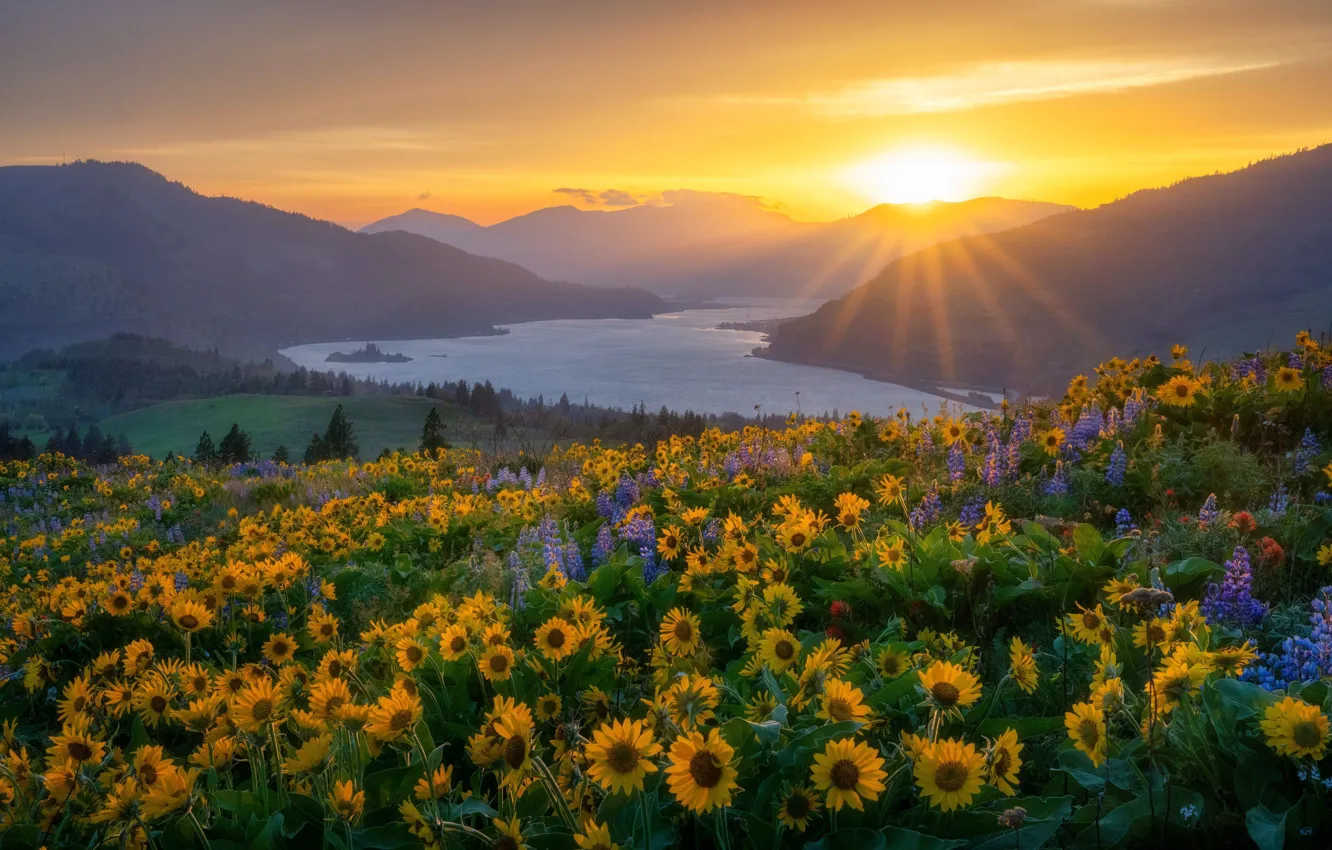 Photo wallpaper sunset, flowers, mountains, river, meadow, Oregon, Oregon, Columbia River