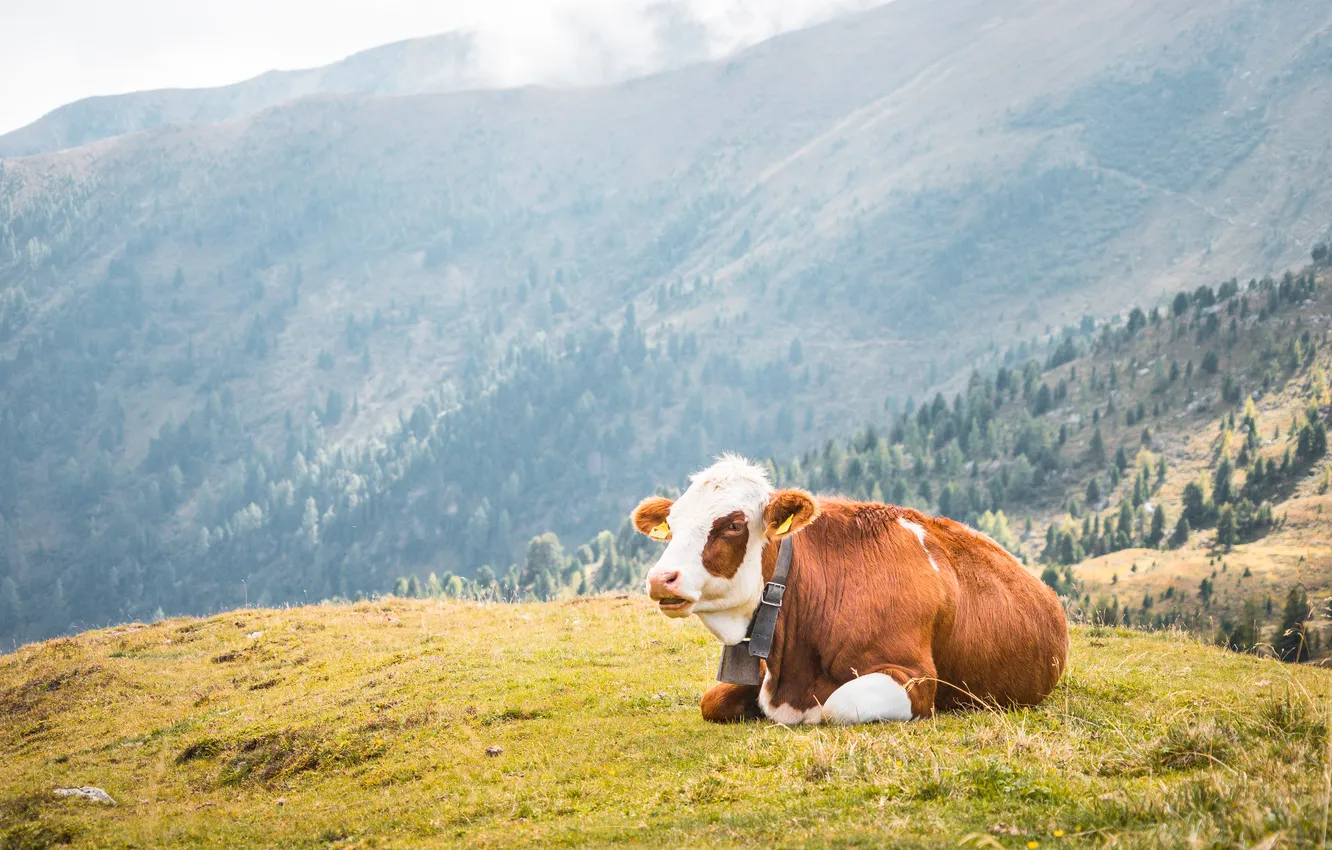 Photo wallpaper cow, resting, outdoors