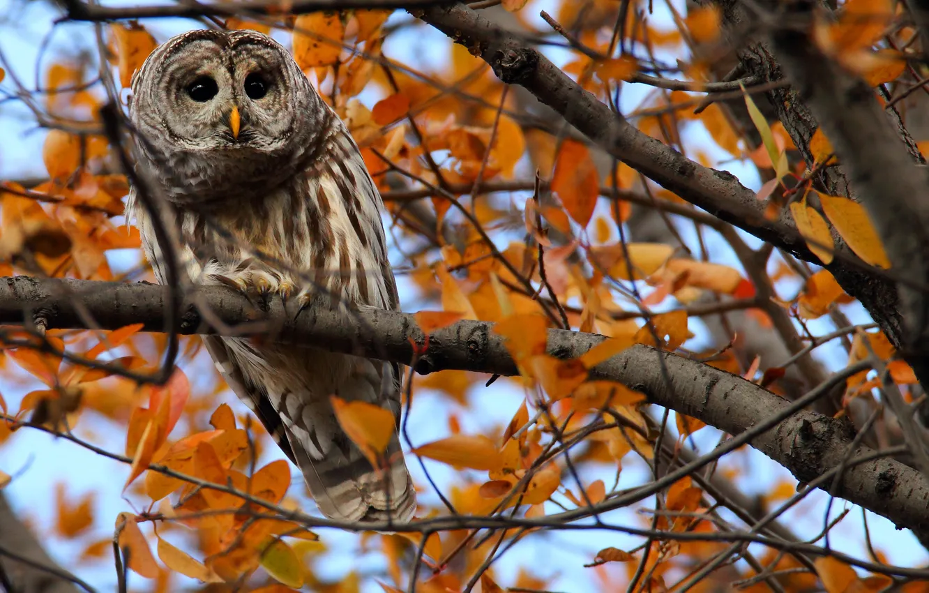 Photo wallpaper look, leaves, branches, tree, owl, autumn