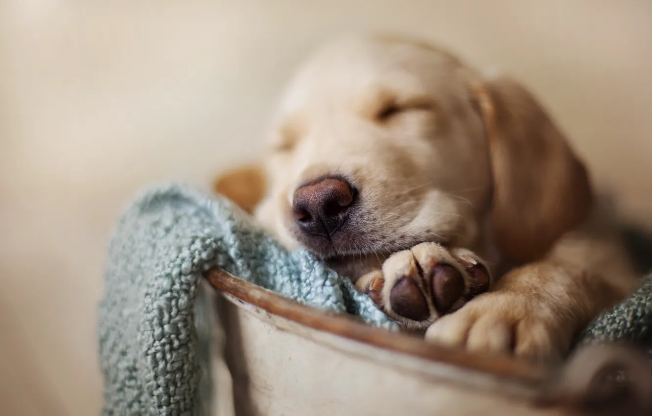 Photo wallpaper dog, pet, sleeping puppy