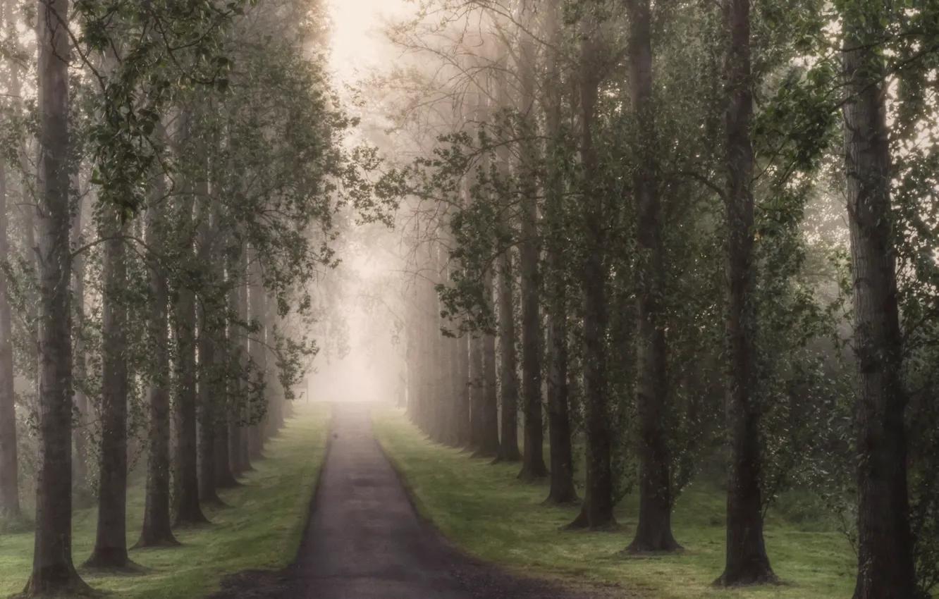 Photo wallpaper road, trees, fog