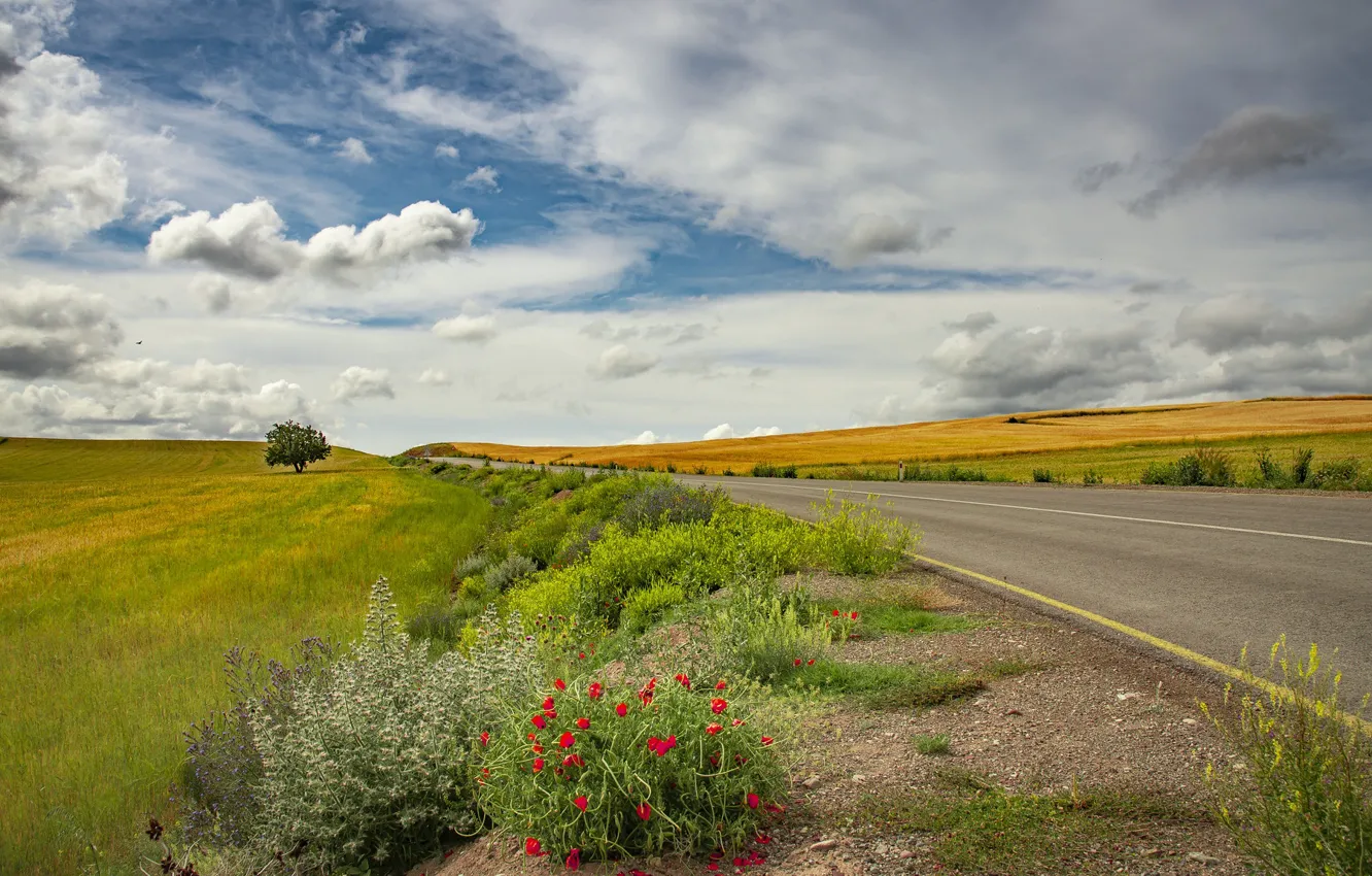 Photo wallpaper road, field, summer