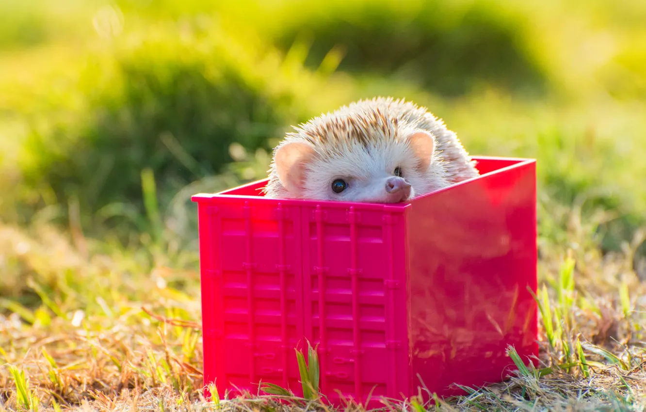Photo wallpaper red, look, sitting in the box, hedgehog, box, light, background, Peeps