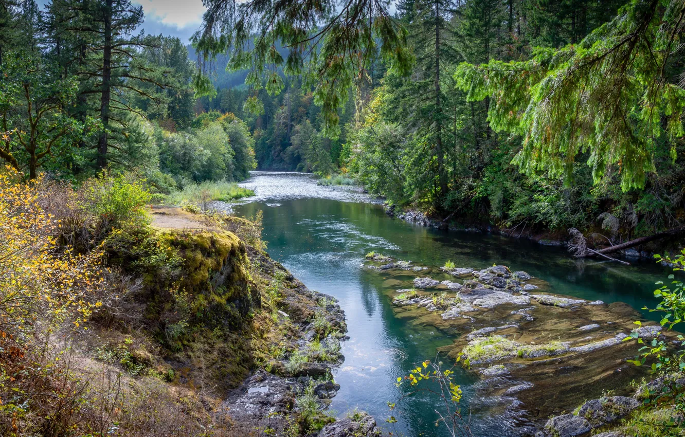Photo wallpaper greens, forest, the sun, trees, river, Canada, Cowichan River