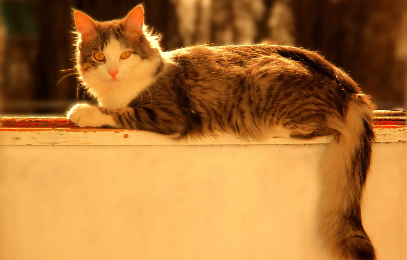 Photo wallpaper cat, look, grey, lies, grey, cat, the parapet, Bokeh