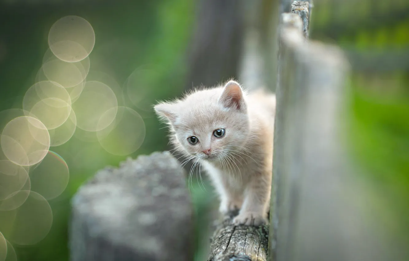 Photo wallpaper cat, the fence, baby, walk, kitty, face, beige, bokeh