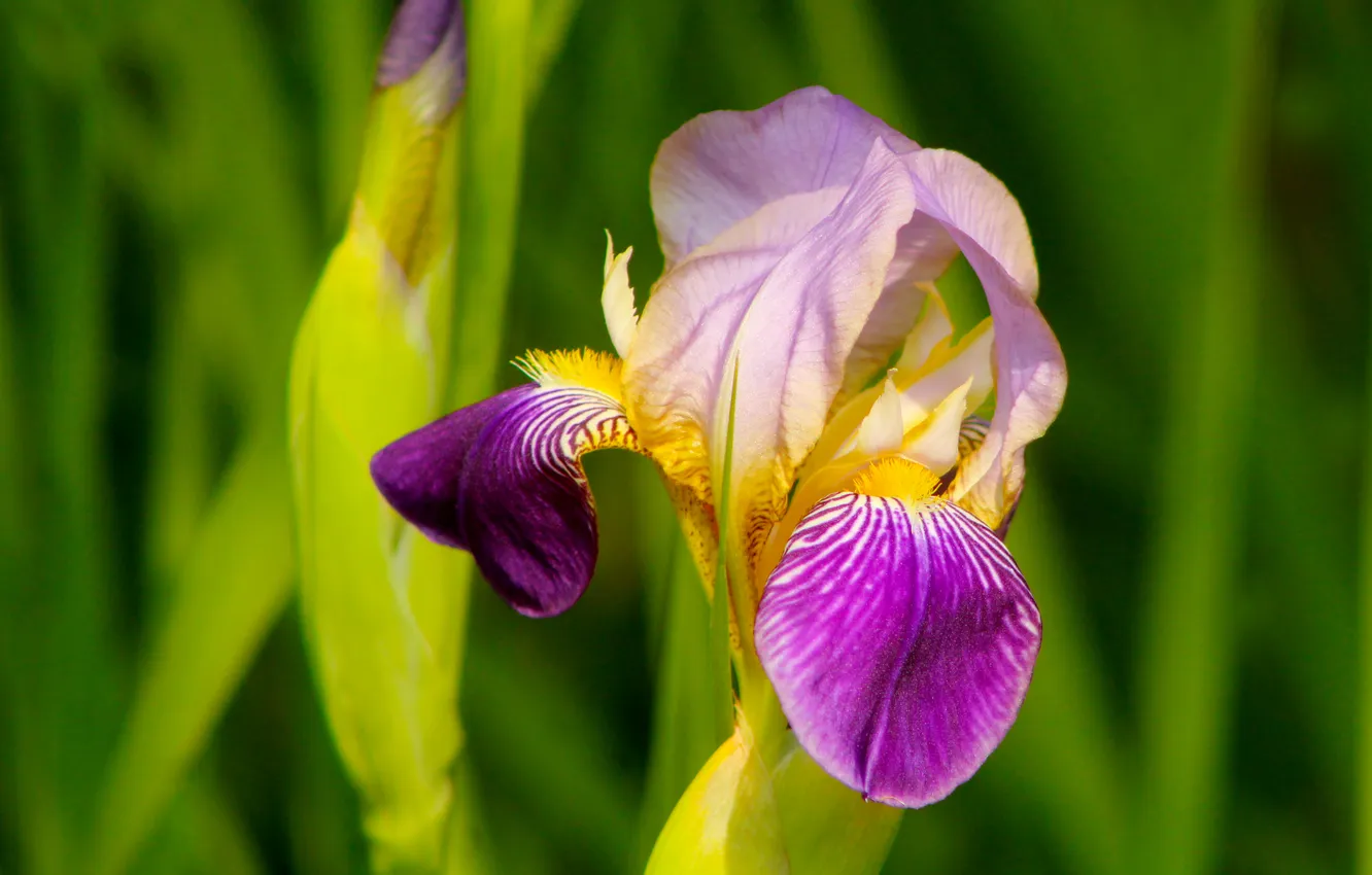 Photo wallpaper flower, Lilly, lily, blooming, iris