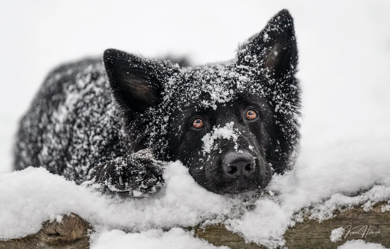 Photo wallpaper look, face, snow, dog, German shepherd