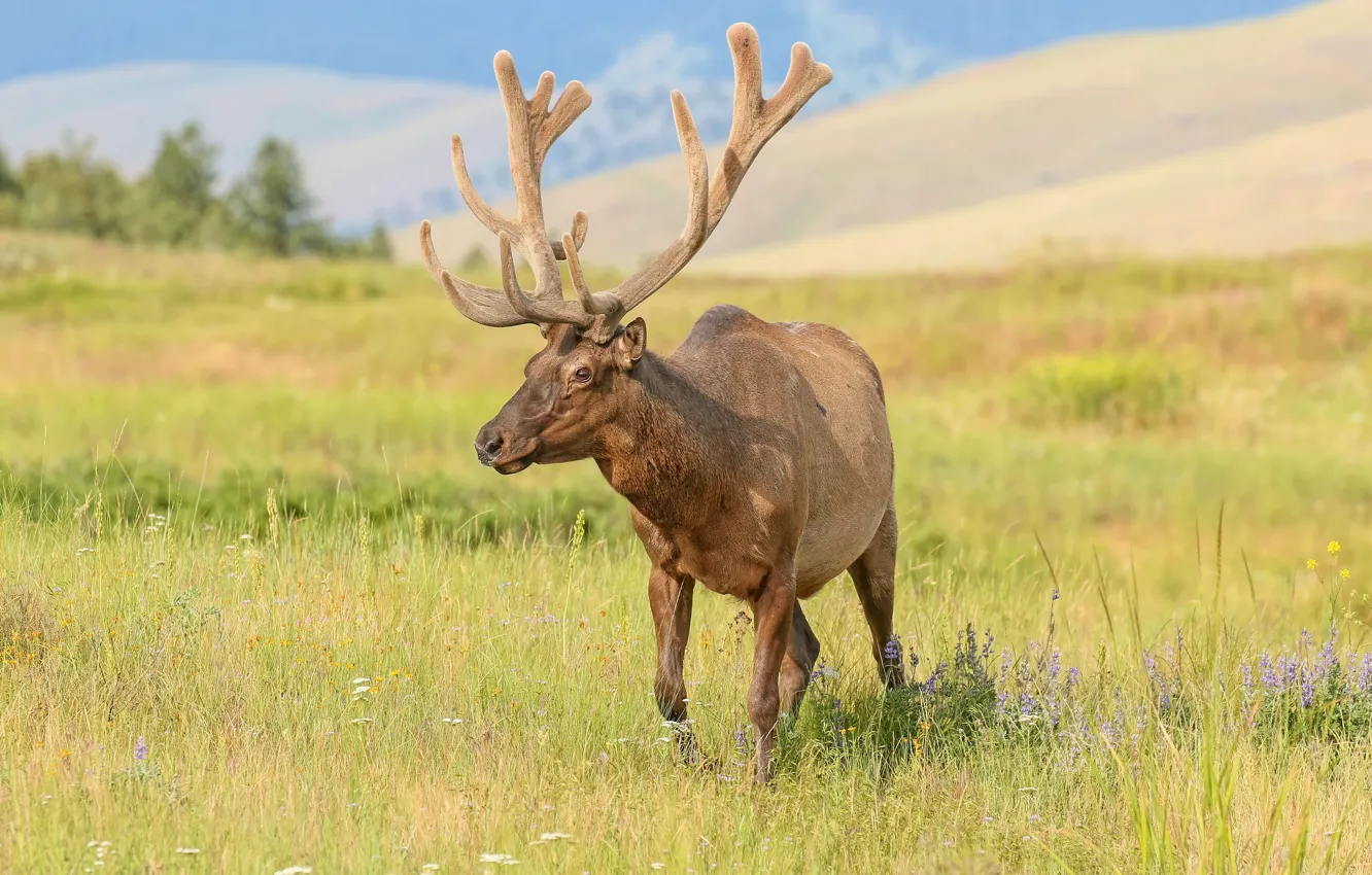 Photo wallpaper field, summer, nature, deer, walk