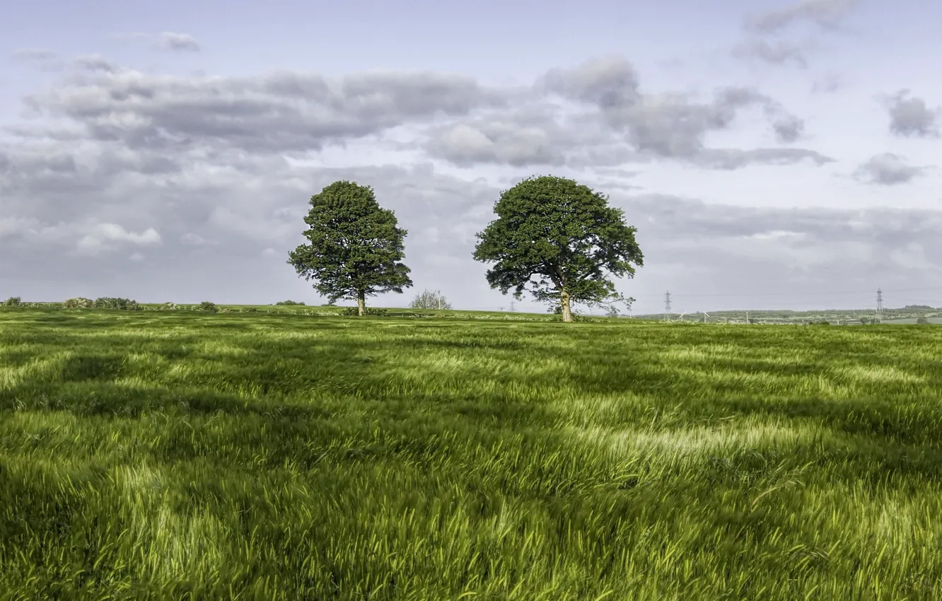 Photo wallpaper field, summer, trees