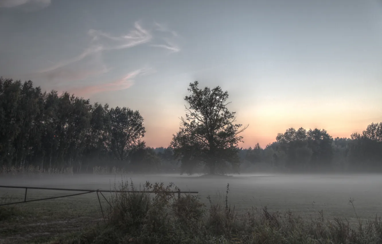 Photo wallpaper field, nature, fog, morning, field, nature, morning, fog