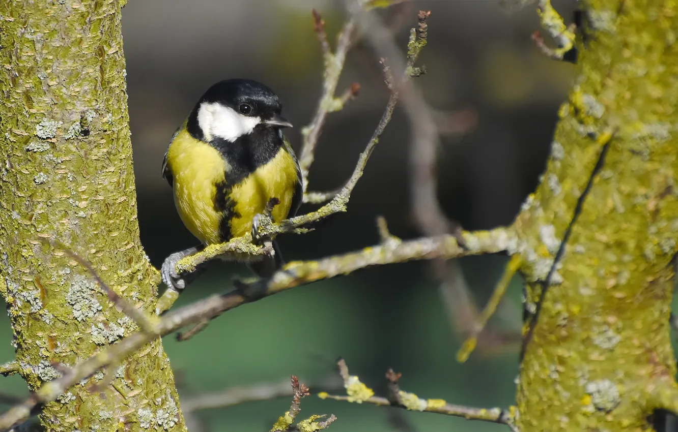 Photo wallpaper nature, bird, photohunt, Big tit