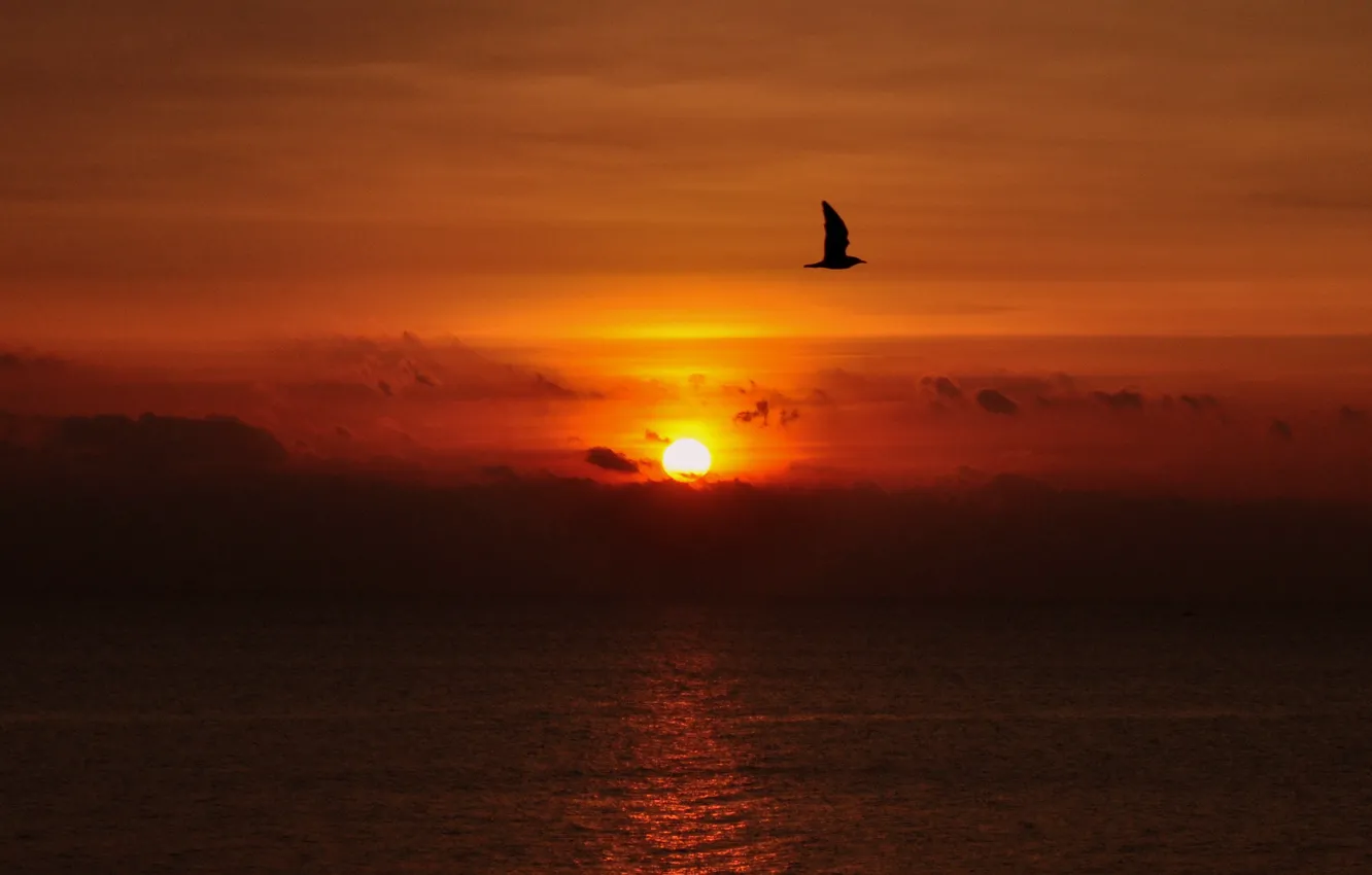 Photo wallpaper twilight, sea, ocean, flying, sunset, seascape, flight, clouds