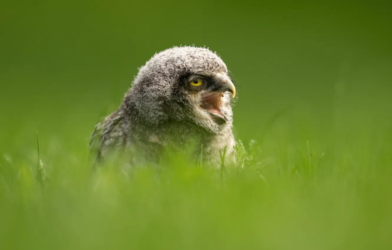 Photo wallpaper owl, bird, owlet