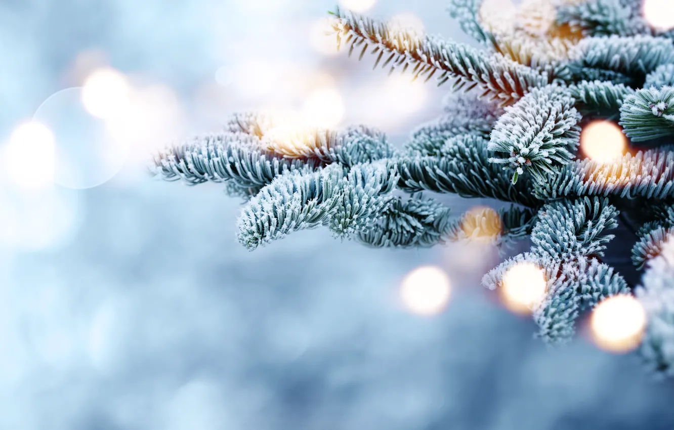Photo wallpaper winter, snow, branches, tree, frost, winter, snow, bokeh