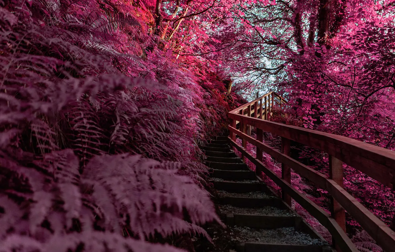 Photo wallpaper nature, beauty, nature, spring, outdoor, Pink aesthetic, Infrared Photography, Wooden stairs