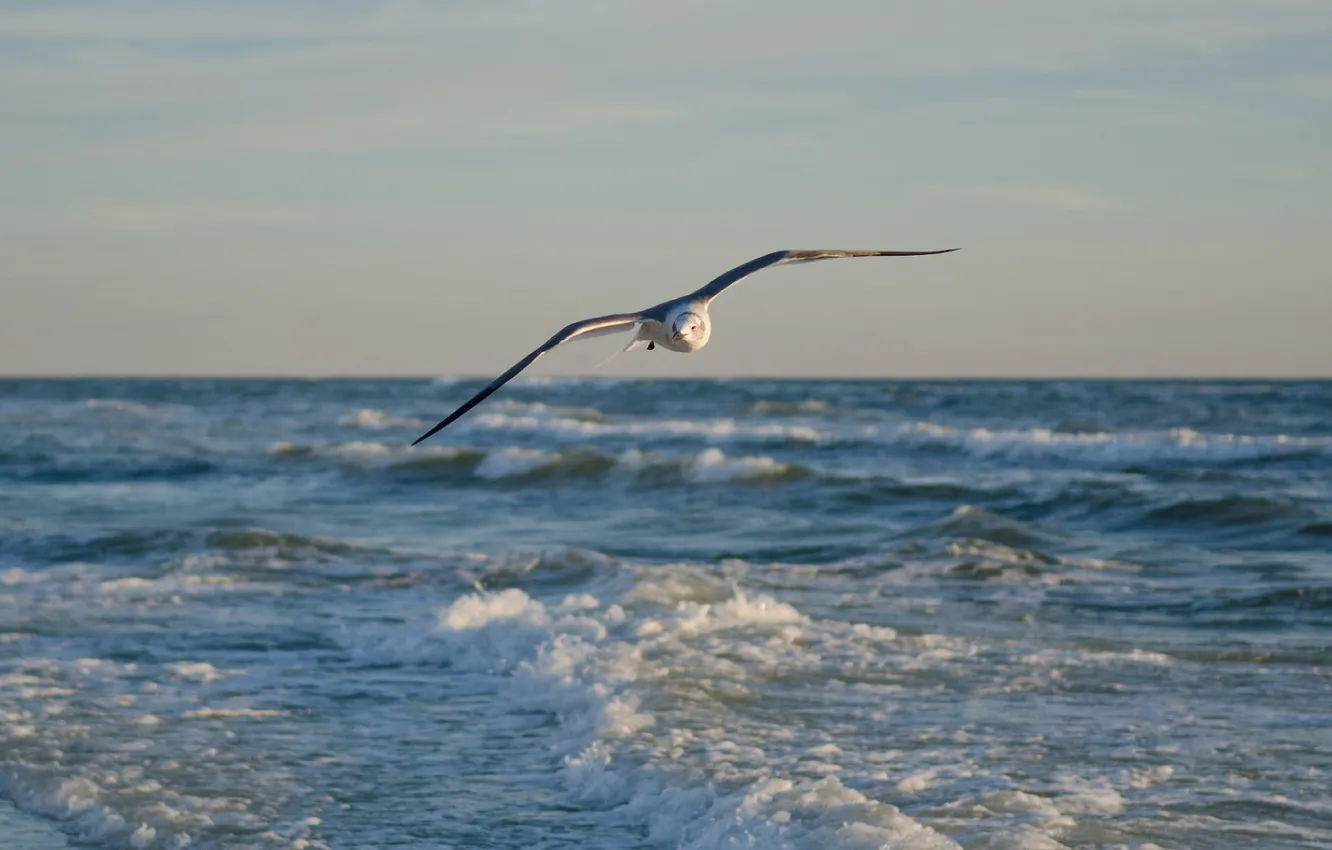Photo wallpaper sea, wave, flight, Seagull
