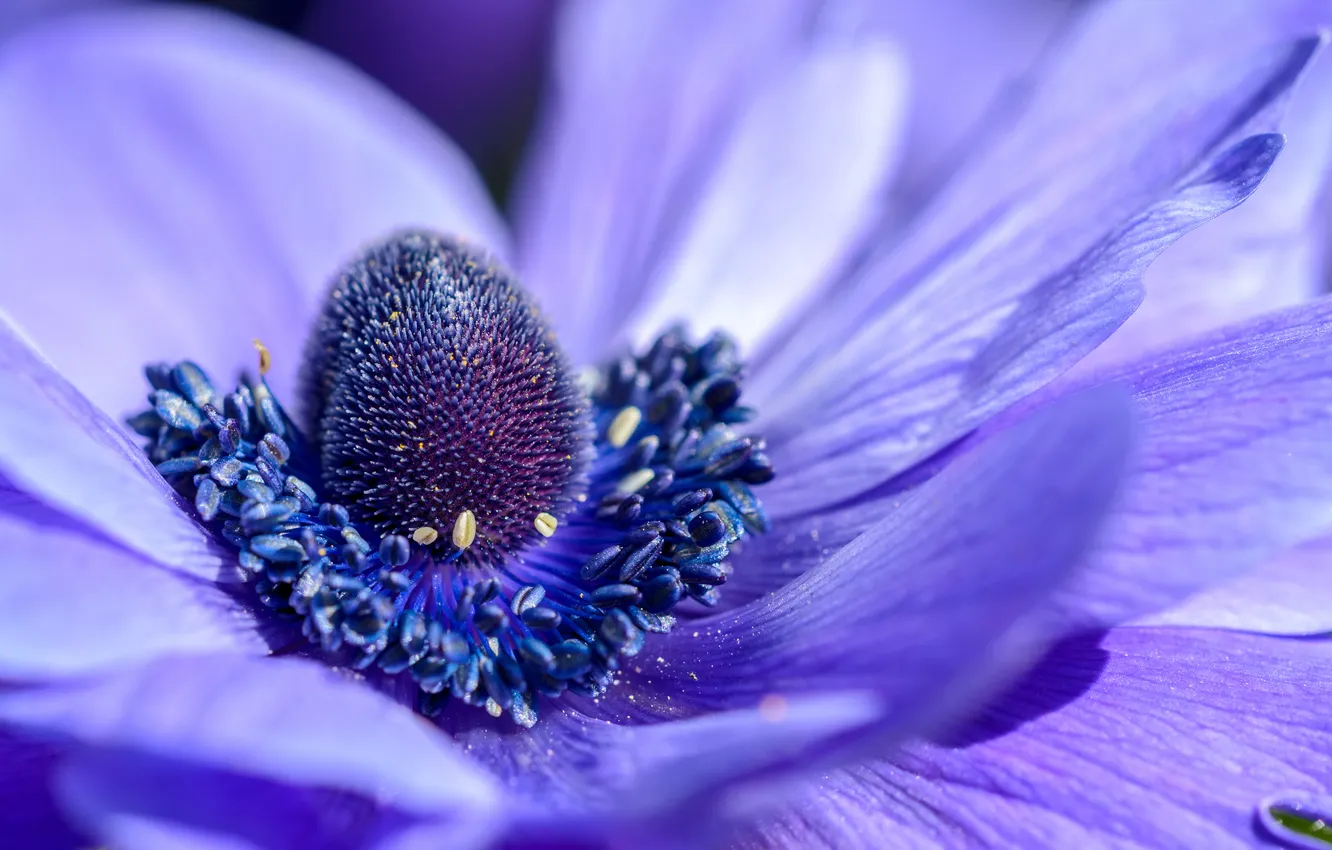 Photo wallpaper flower, purple, macro, nature, petals, beautiful