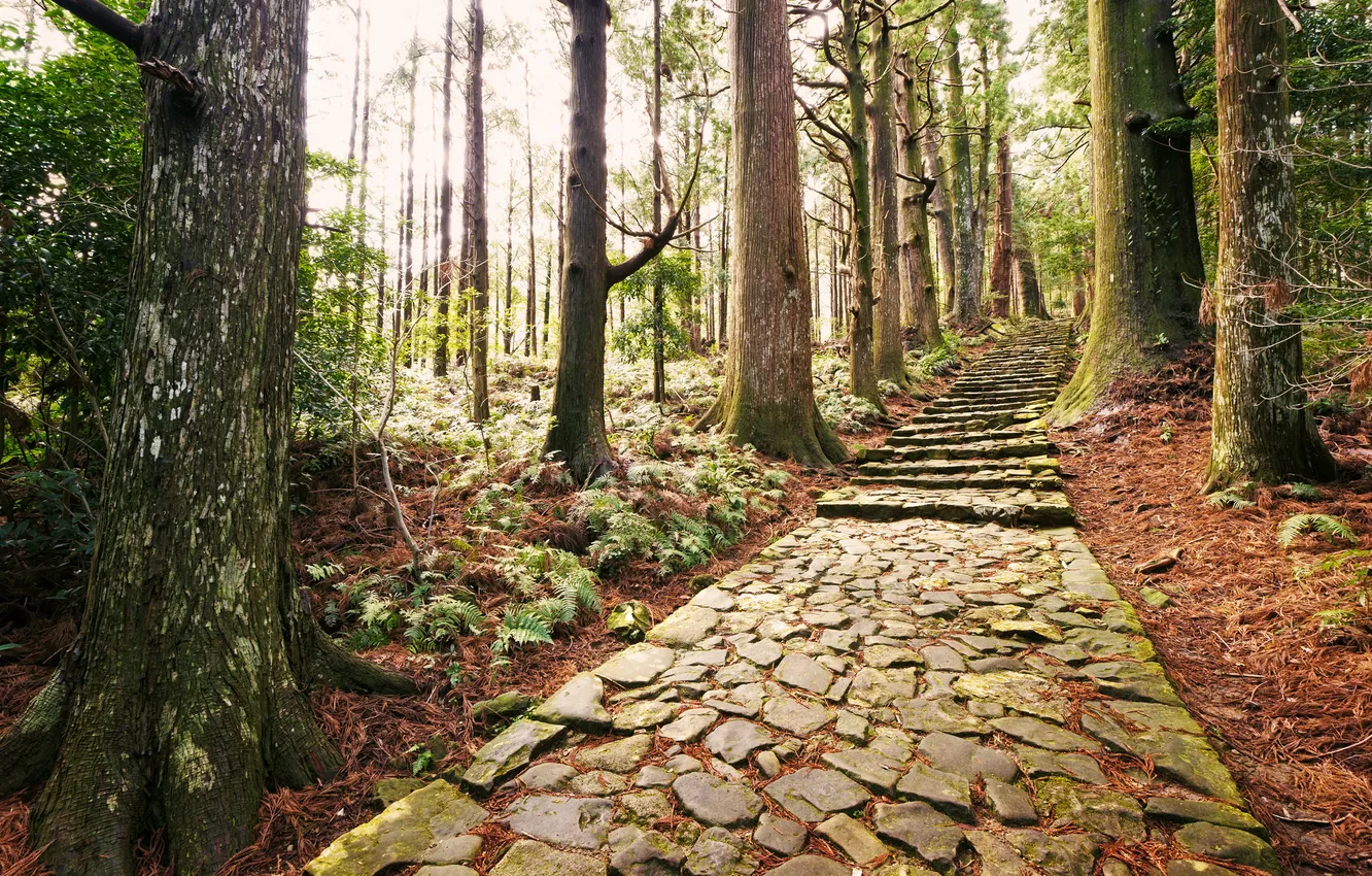 Photo wallpaper forest, trees, track, stage