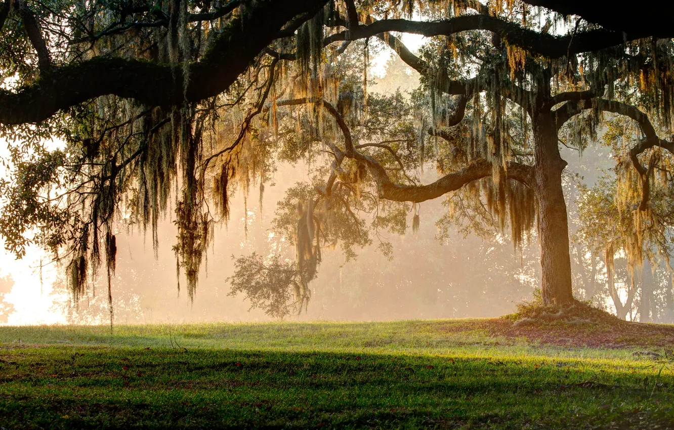 Photo wallpaper trees, Park, moss, morning, the color of the sun