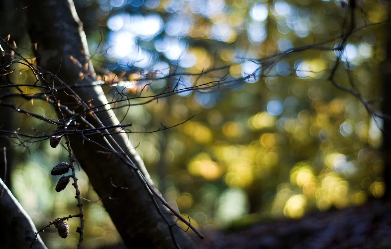 Photo wallpaper forest, branches, nature, branch, bokeh
