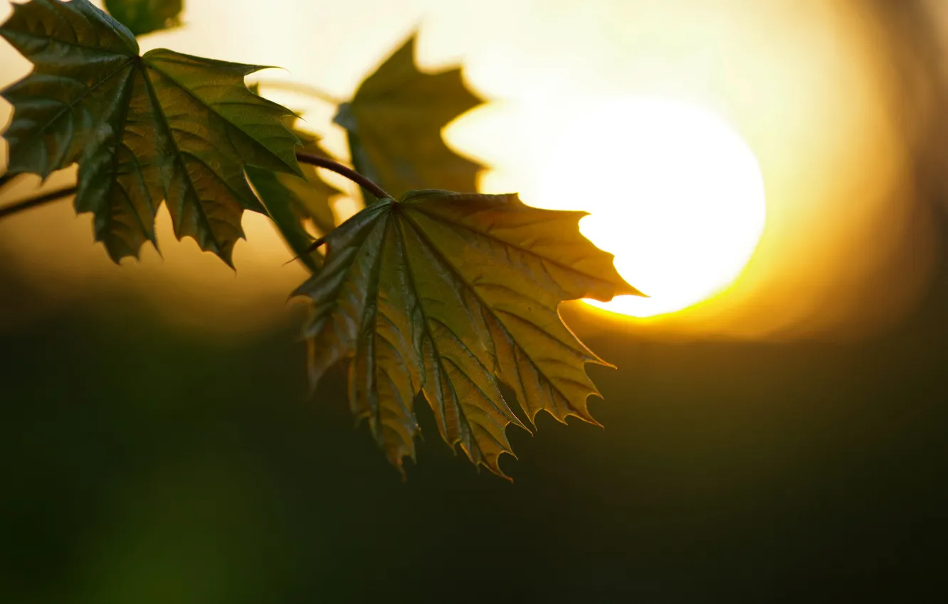 Photo wallpaper leaves, light, branches, glare