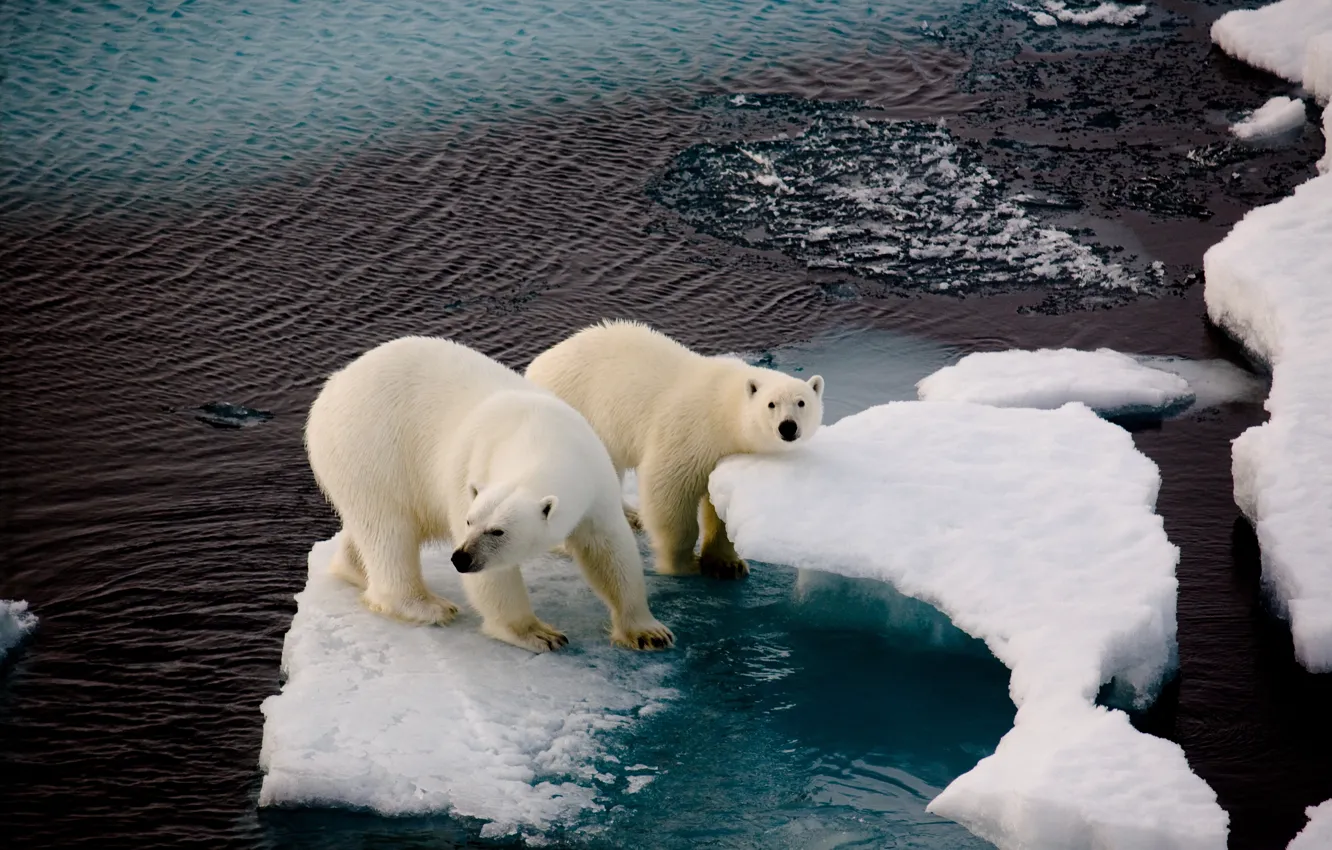 Photo wallpaper ice, winter, snow, pair, ice, pond, polar bears