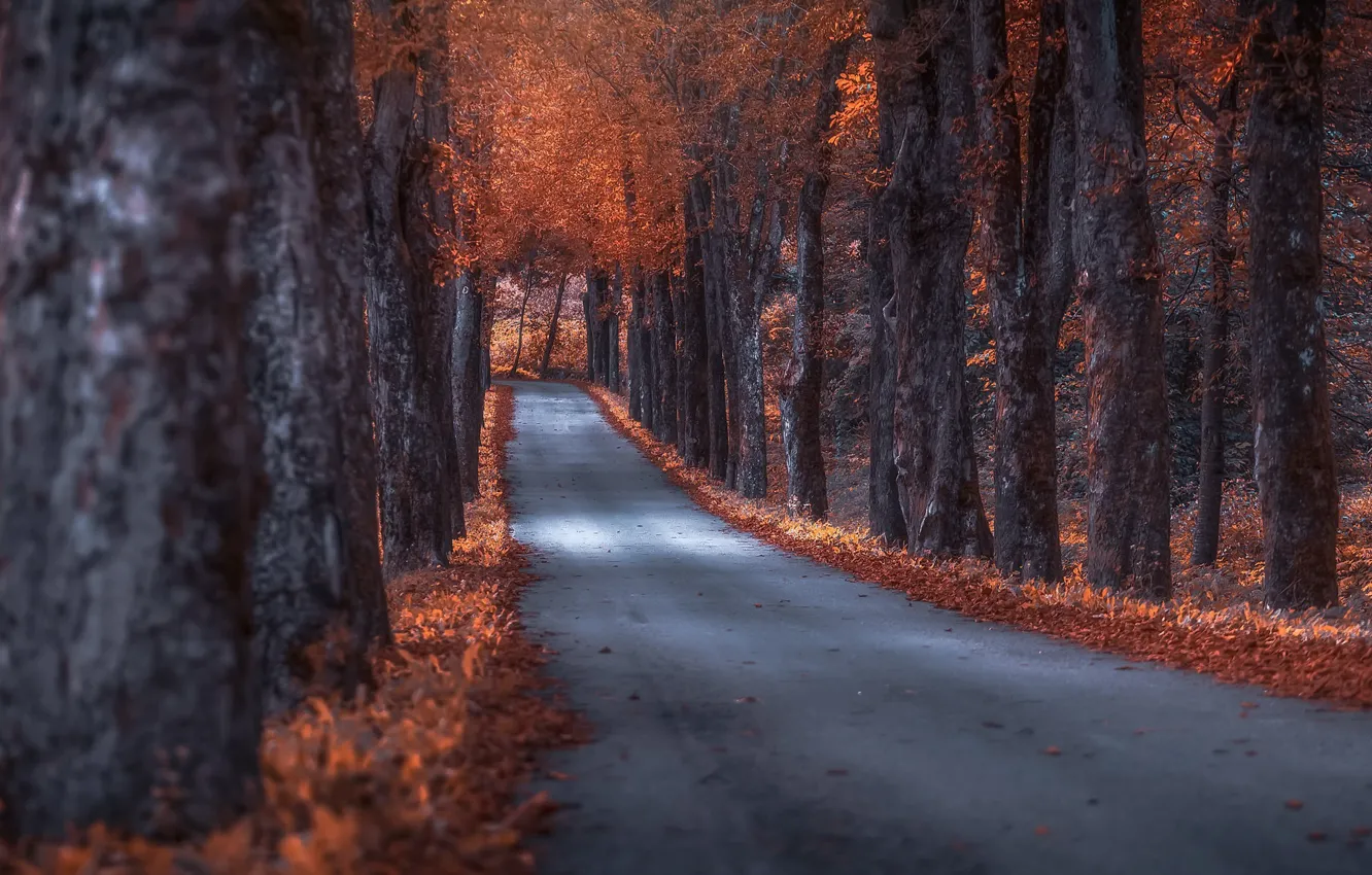Photo wallpaper road, autumn, trees