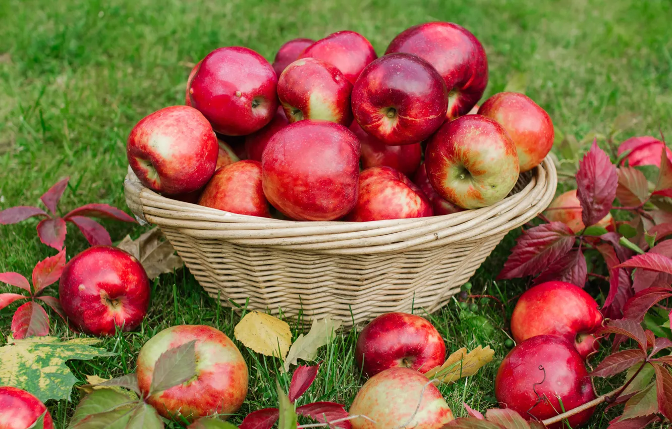 Photo wallpaper autumn, leaves, basket, glade, apples, garden, harvest, fruit