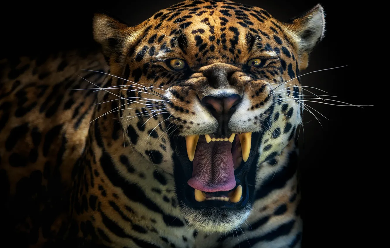Photo wallpaper predator, Jaguar, leopard, roar