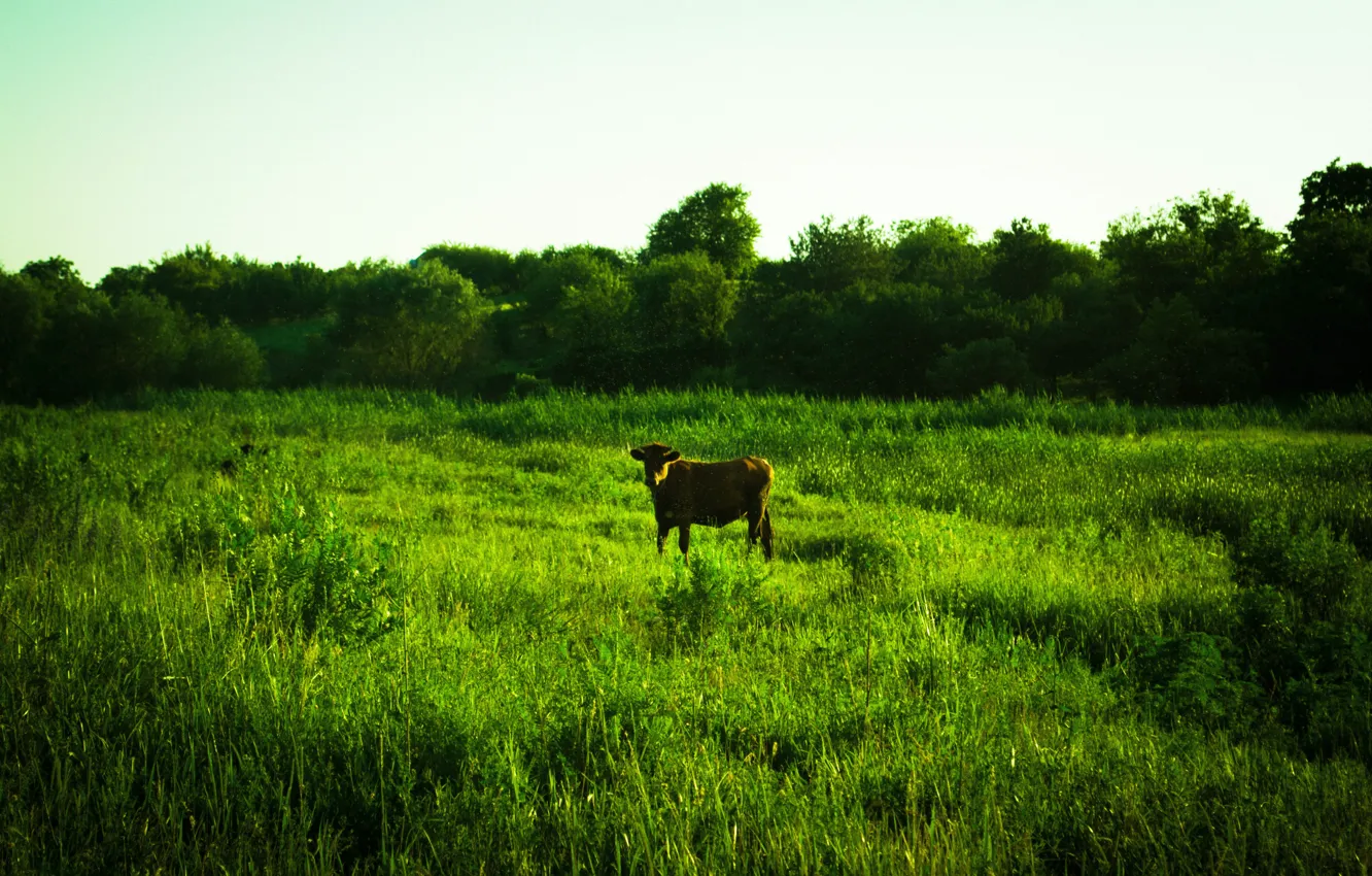 Photo wallpaper field, cow, meadow, cow, mmd