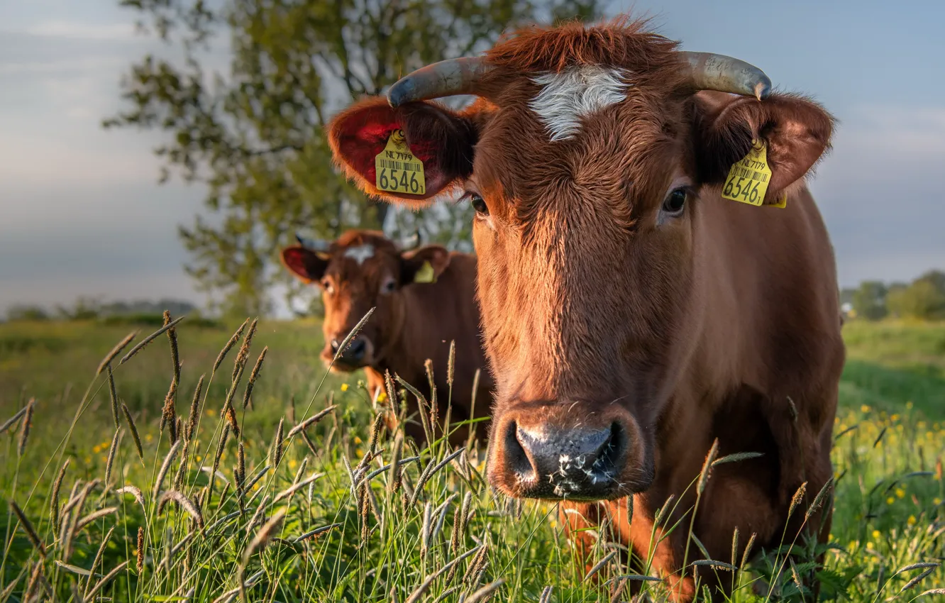 Photo wallpaper nature, cows, cattle