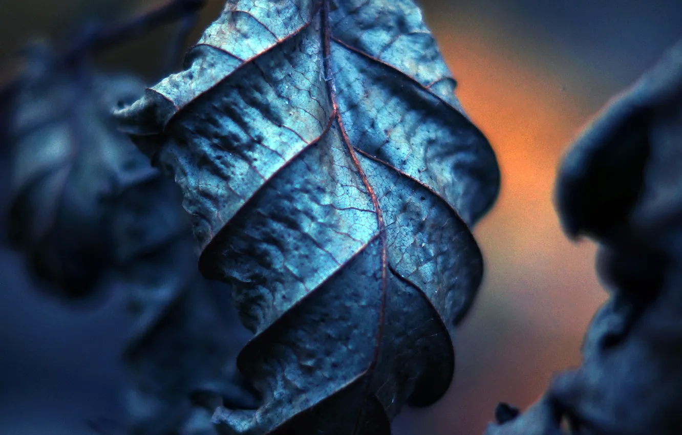 Photo wallpaper leaves, macro, dry, veins